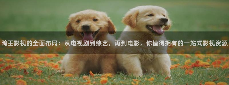 神马影院在线达达兔：鸭王影视的全面布局：从电视剧到综艺，再到电影，你值得拥有的一站式影视资源